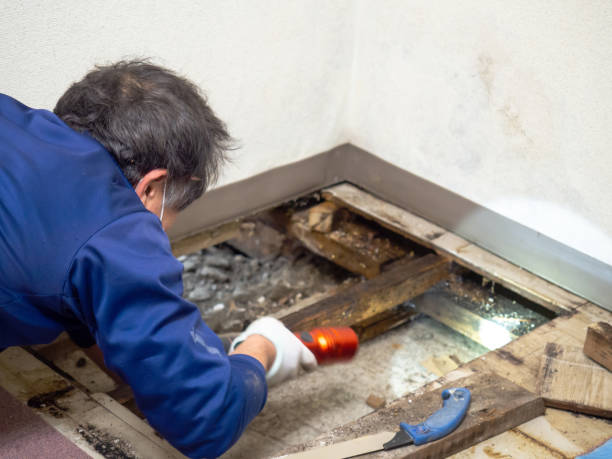 Best Mold Remediation  in Harrisville, UT