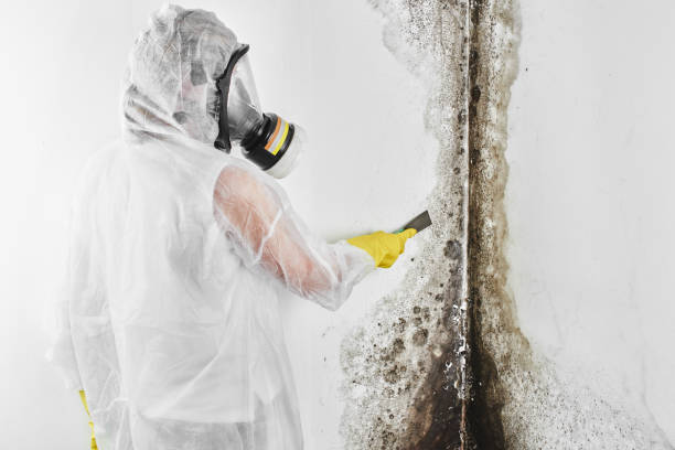 Crawl Space Mold Removal in Harrisville, UT