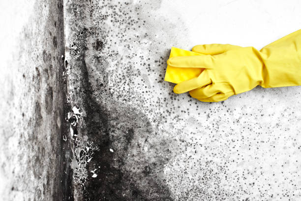 Mold Removal Process in Harrisville, UT