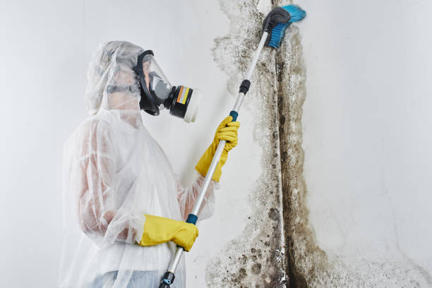 Best Toxic Mold Removal  in Harrisville, UT