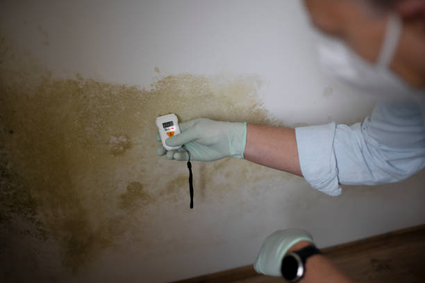 Harrisville, UT Mold Removal Company