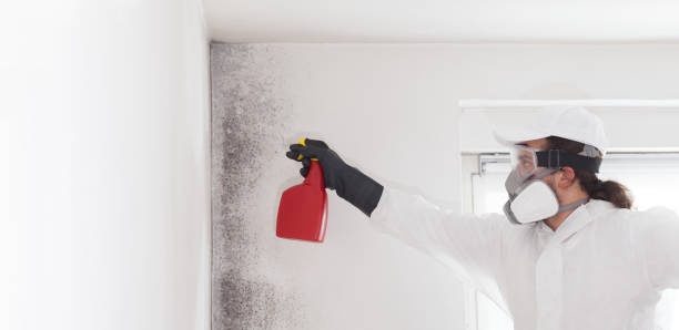 Best Black Mold Removal  in Harrisville, UT