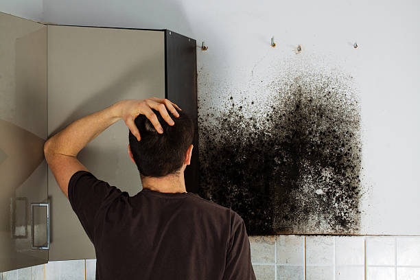 Best Local Mold Removal Service  in Harrisville, UT