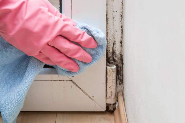 Best Affordable Mold Removal  in Harrisville, UT